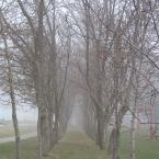 Foggy Perspectives
 /  